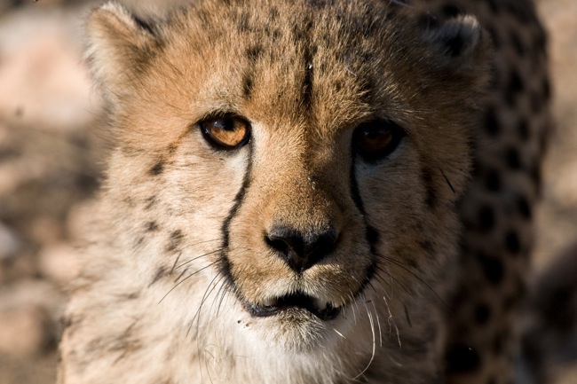 DSC_0333_Namibia