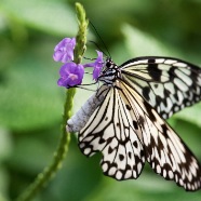 DSC_3946Be-2