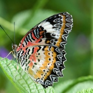 DSC_4030Be-2