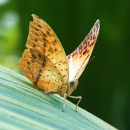 DSC_4082Be-2