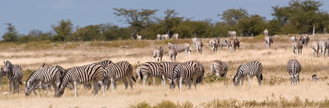 Panorama_Zebra 1