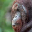 DSC_2364red