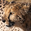 DSC_0221_Namibia