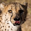 DSC_0218_Namibia
