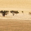 DSC_2721_Namibia