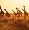 DSC_7077_Namibia