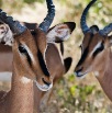 DSC_7427_Namibia