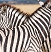 DSC_8418_Namibia