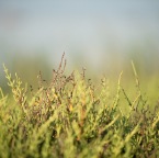 DSC_2342_Be_web